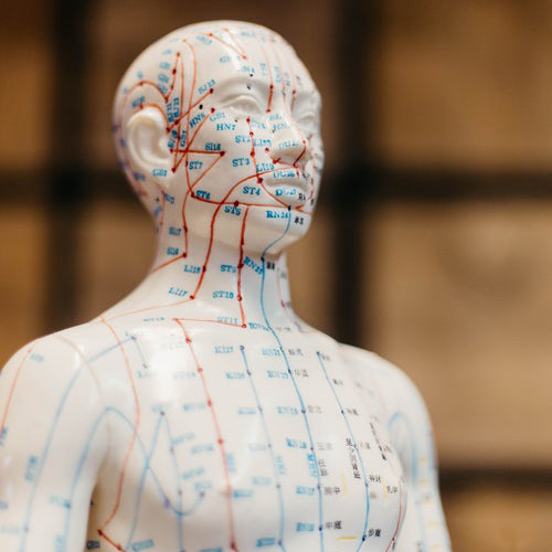 point d'acupuncture sur un mannequin